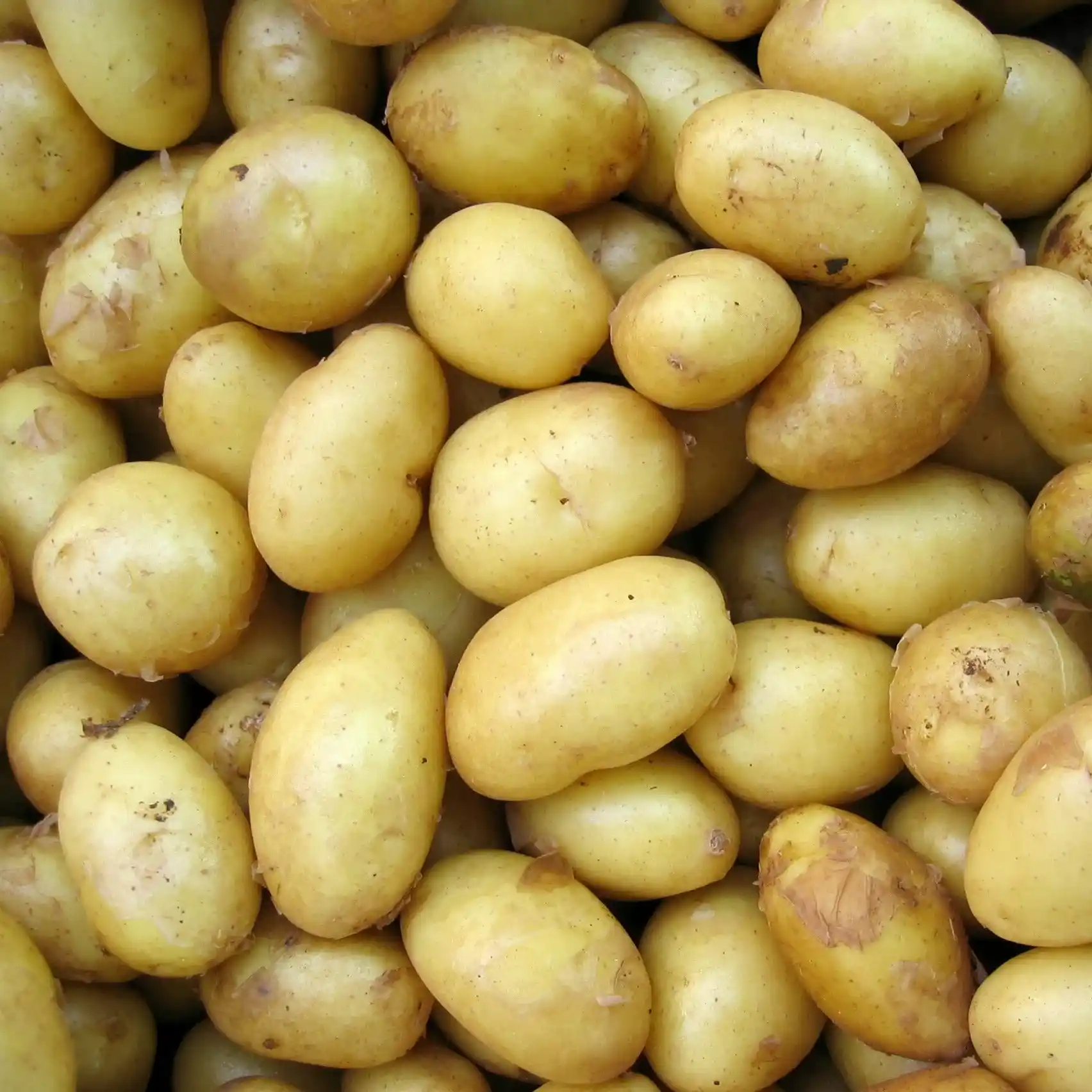 Eksperimen Baterai Kentang